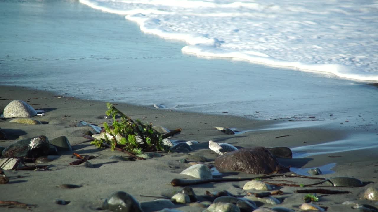 Lone sanderling (Calidris alba) walking along the edge of breaking waves looking for food, slow motion