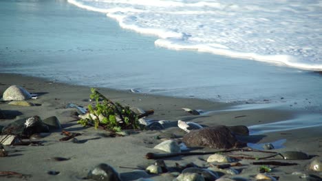 lone sanderling (calidris alba) walking along the edge of breaking waves looking for food, slow motion