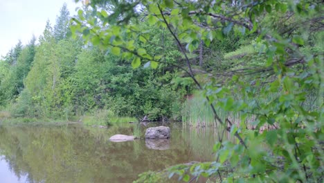 Blick-Durch-Die-Baumgrenze-Auf-Einen-Ruhigen-Teich-Tief-Im-Wald