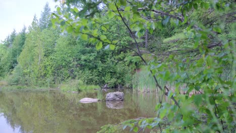 looking through tree line at a quiet pond deep in the woods