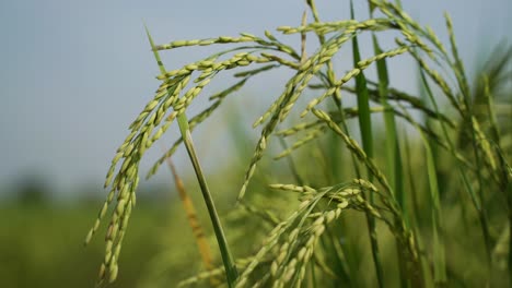 大米是許多亞洲國家的主要食物