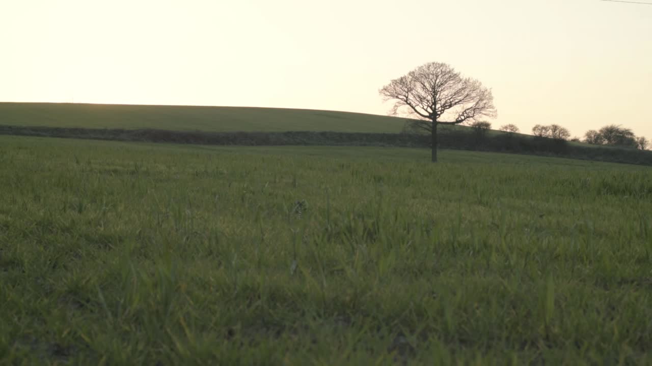 Solitary tree in green field landscape crane tilting upwards shot