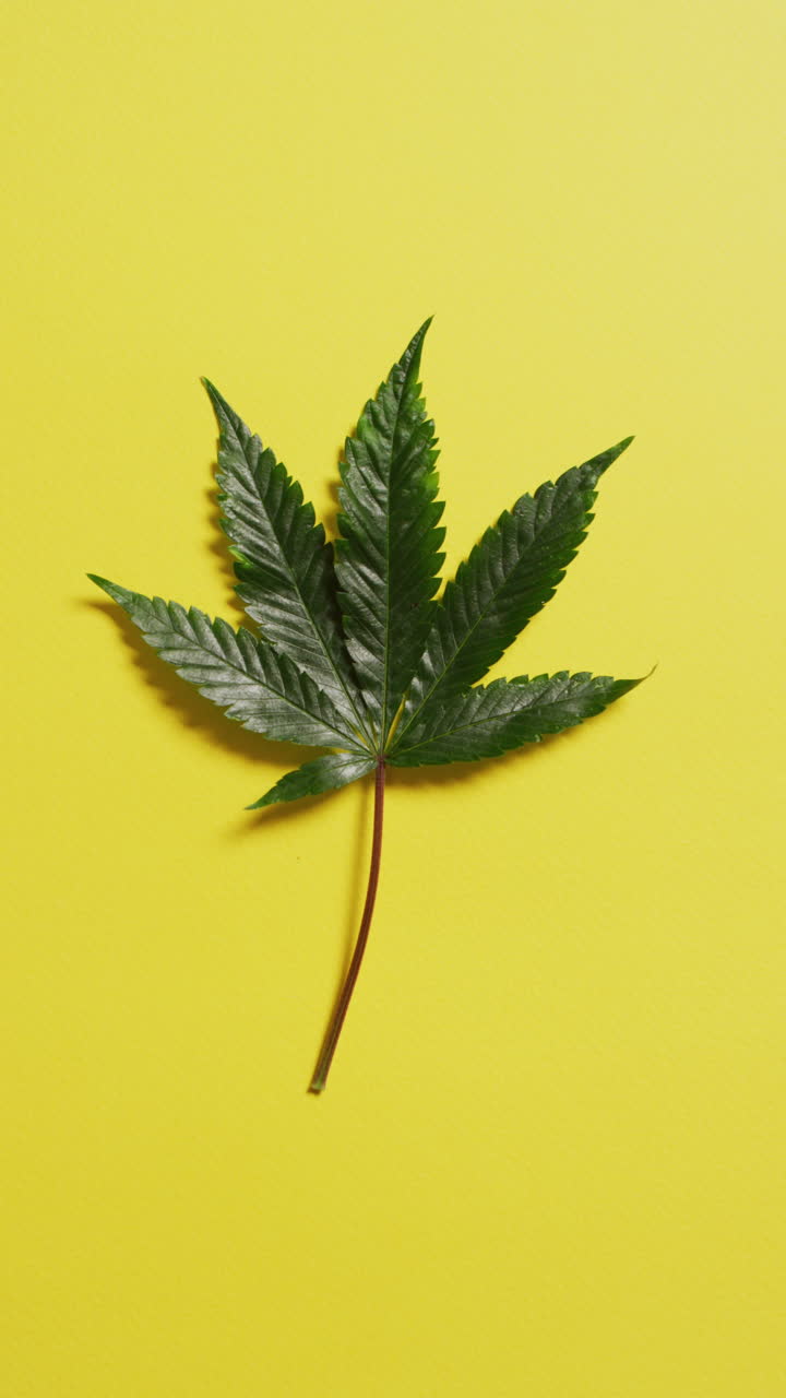 노란색 배경 에 있는 대마초 잎 의 수직 비디오