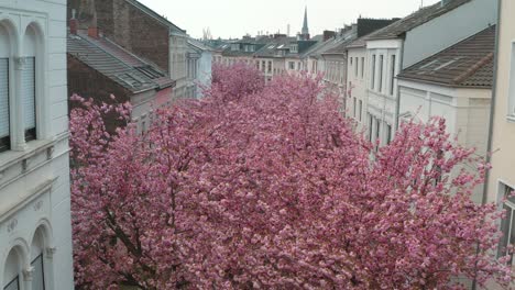 drone - aerial drone shot of the kirschbluete cherry blossom in the heerstraße heerstreet breitestraße bonn 30p