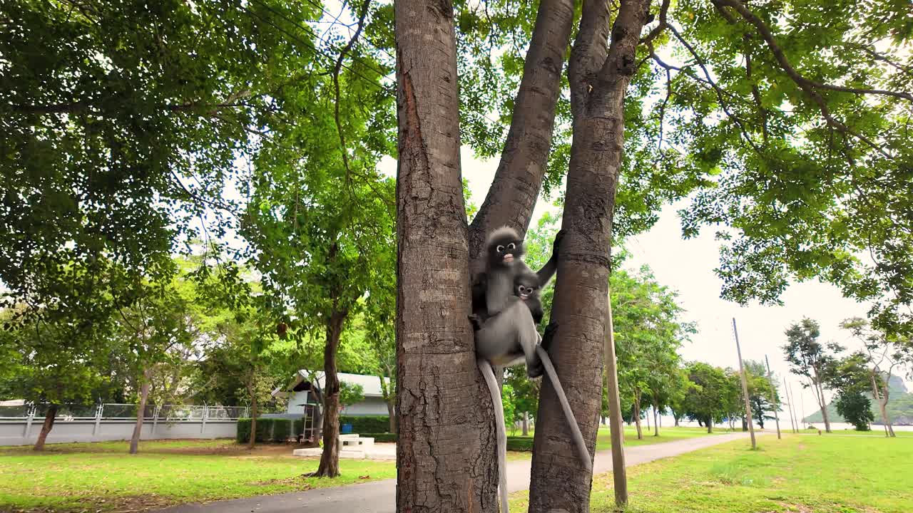 the mischievous monkeys of southern Thailand! Watch as they roam temples, beaches, and jungles, showing their playful and wild side in this amazing wildlife adventure