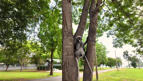 the mischievous monkeys of southern thailand! watch as they roam temples, beaches, and jungles, showing their playful and wild side in this amazing wildlife adventure