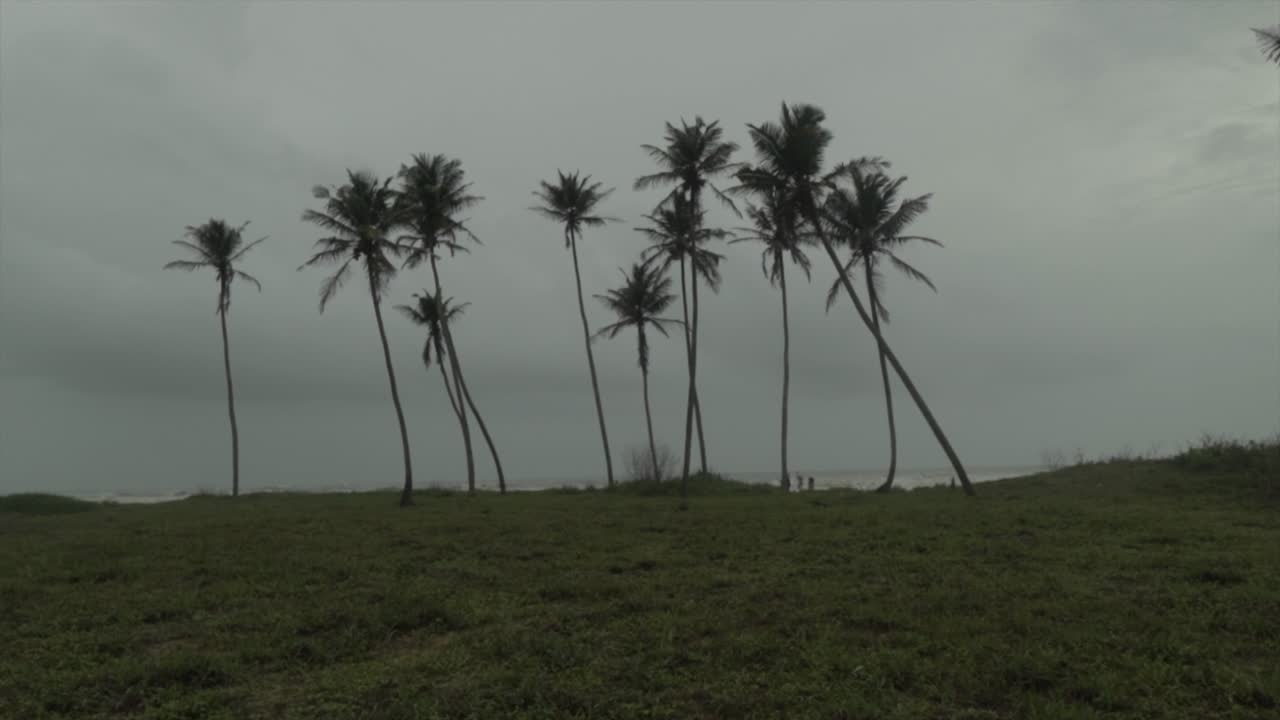 폭풍우가 치는 날, 어두운 구름, 폭풍우가 오고, 바람에 의해 움직이는 나무, 야자수, 코코넛 나무