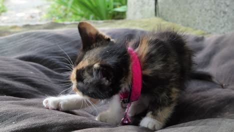 small kitten showing licking its paw in slow-motion effect