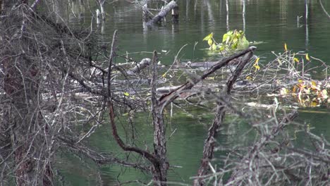 Castor-Industrioso-Almacena-Rama-Verde-Bajo-El-Agua-En-Lodge-En-Estanque