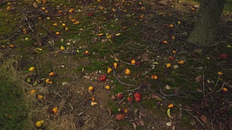 slow pan of old and rotten pears littering the base of a tree in an orchard