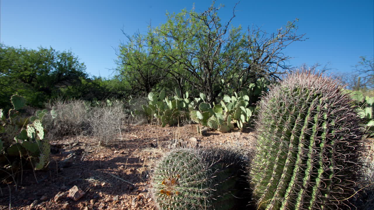 sartén de cactus de arizona