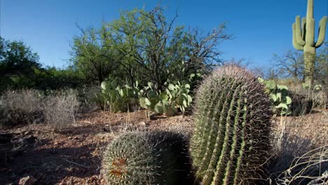 sartén de cactus de arizona