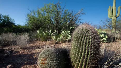 arizona cactus pan