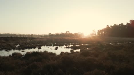 sunrise over a misty wetland