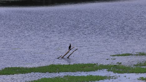 person paddleboarding on a tranquil lake