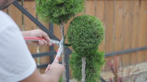 man trimming topiary tree in backyard garden for landscaping and maintenance