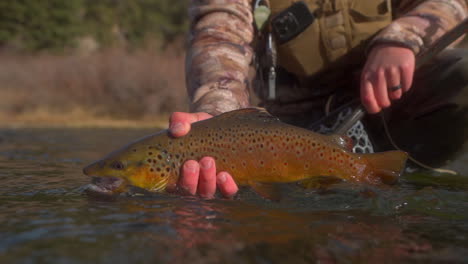 fisherman holds up beautiful brown trout caught in fly fishing river