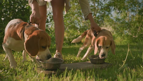 pet lover holding her dogs by leashes as they drink water from metal plates placed on wooden surface outdoors, scene features lush green grass, warm sunlight