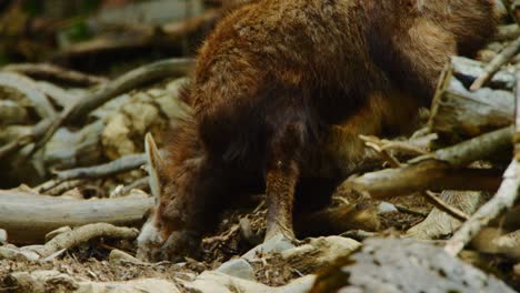 una gamuza se arrodilla para encontrar comida