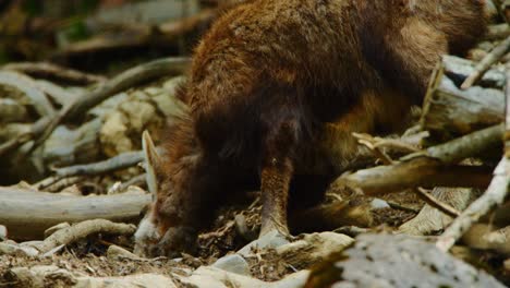 a chamois bends down on its knees to find food