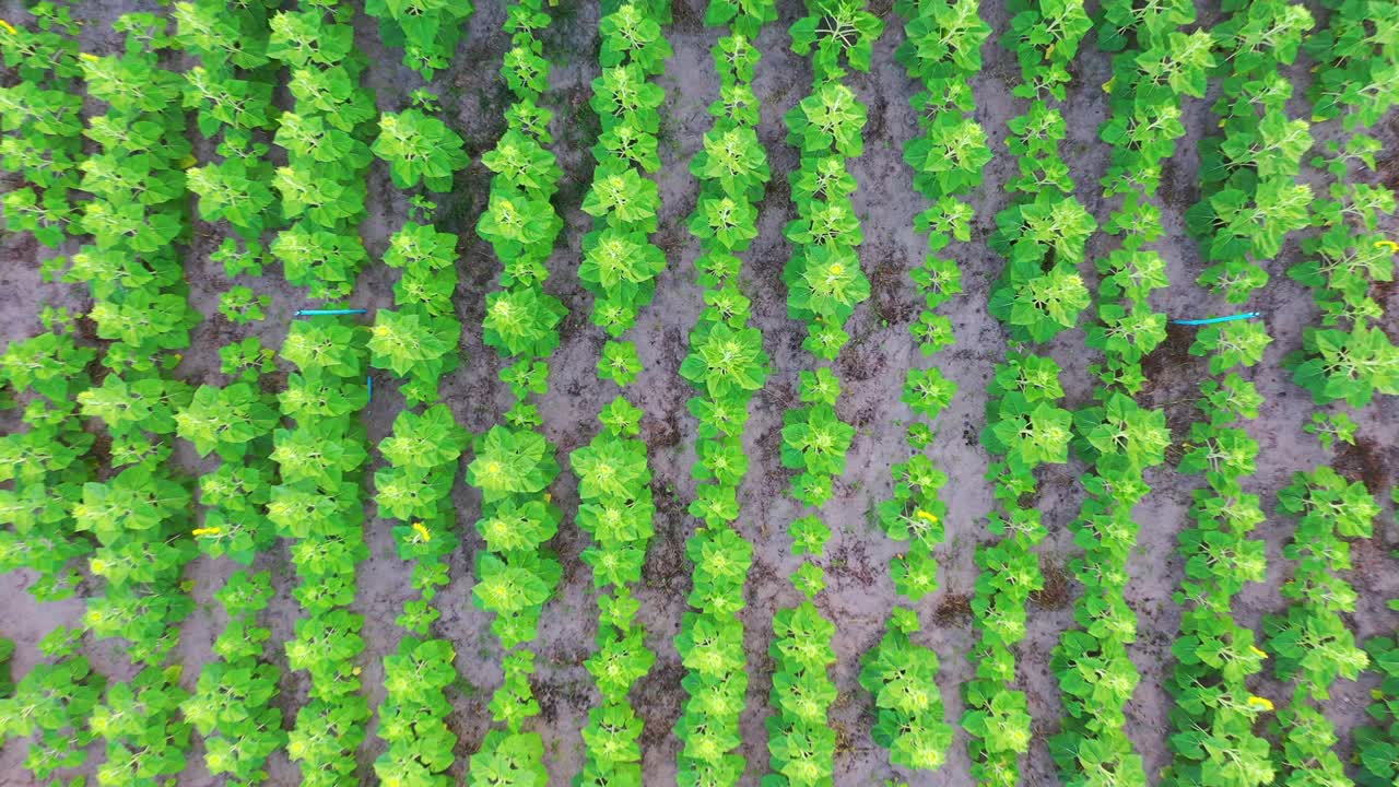 vista aérea desde arriba del jardín de girasoles. 4k