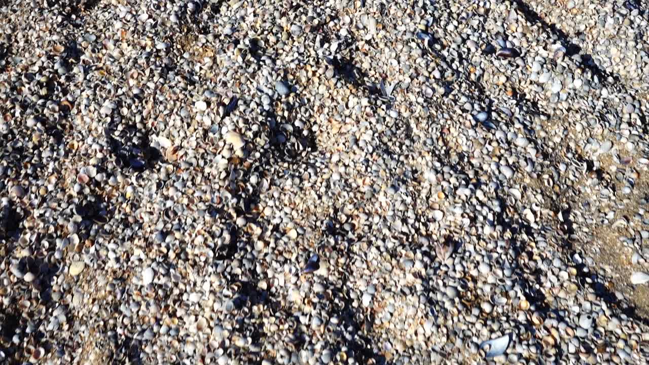 Conchas na praia