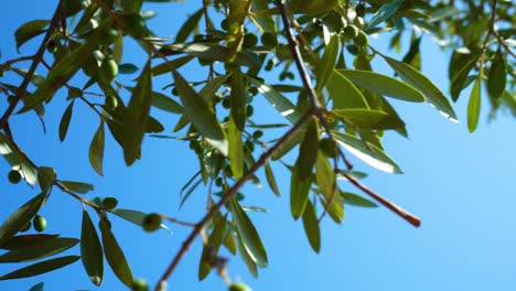 Vertikale-Ansicht-Von-Ästen-Mit-Jungen-Grünen-Oliven,-Die-Im-Wind-Schwingen,-Mit-Blauem-Himmel-Im-Hintergrund