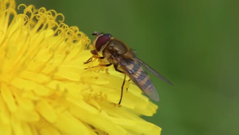 hoverfly feeding on dandelion flower. spring. uk