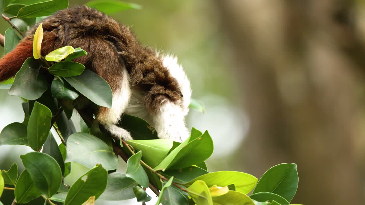 Un tamarindo dalla testa di cotone si posa e cerca cibo tra foglie verdi in una lussureggiante foresta pluviale tropicale.