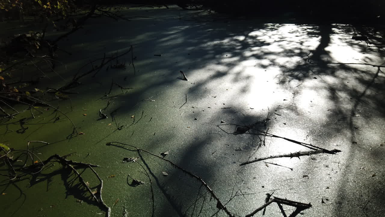 Seasonal change, leaves falling as long shadows appear on an algae covered pond surface, wide shot panning left to right
