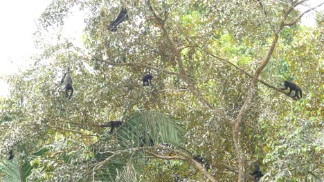 A-Mantled-Howler-Monkey-jumping-from-branch-to-branch-between-two-trees-at-high-altitude-with-blue-and-hot-sky-blazing-in-background