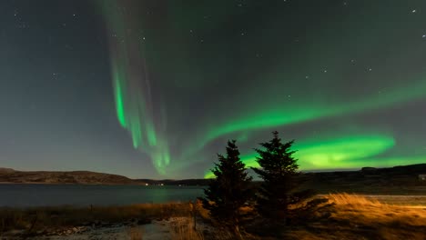 green aurora time lapse above two pine trees