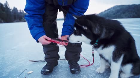 Person,-Die-Frisch-Gefangenen-Fisch-Hält-Und-Im-Winter-In-Trondheim,-Norwegen,-Von-Seinem-Alaskan-malamute-hundehaustier-Gerochen-Wird