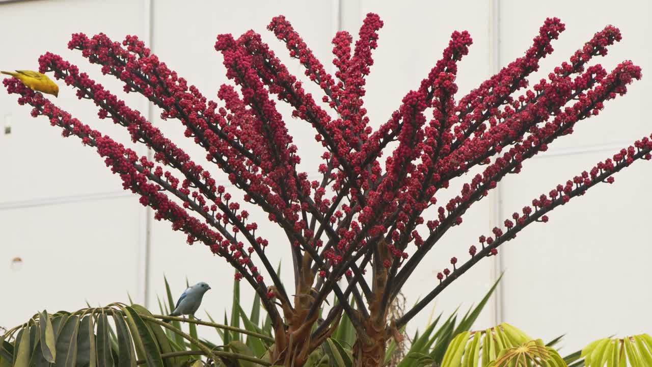 파란색과 노란색 새가 붉은 꽃을 먹고 있습니다 4k