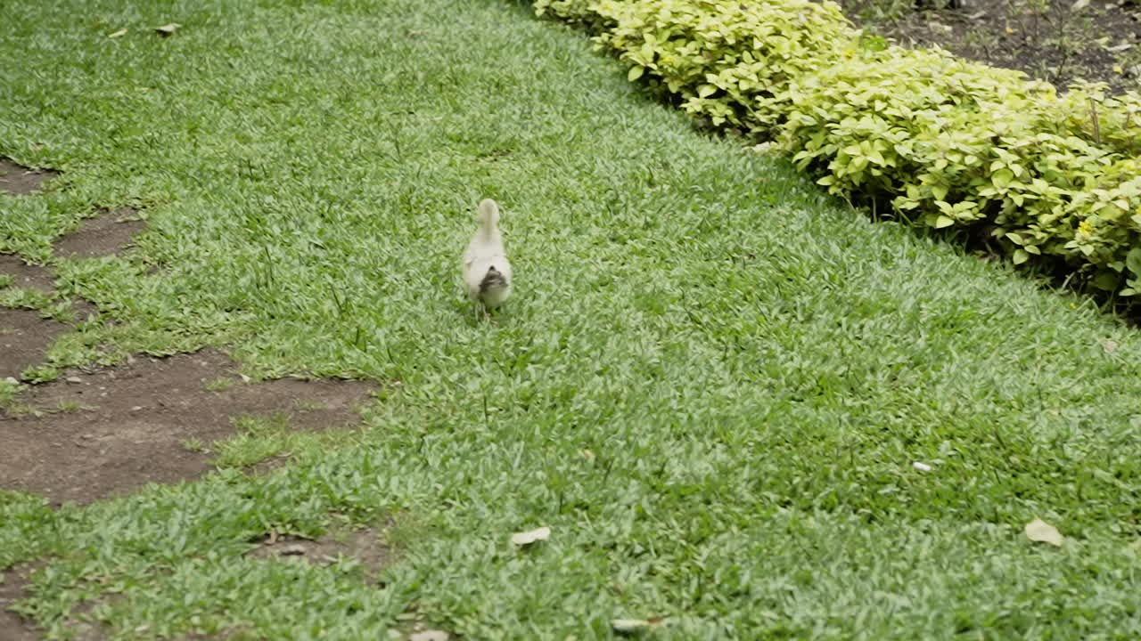 lindo patito corriendo en el campo de hierba en cámara lenta 120 fps 4k
