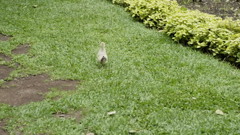 Lindo-Patito-Corriendo-En-El-Campo-De-Hierba-En-Cámara-Lenta-120-Fps-4k