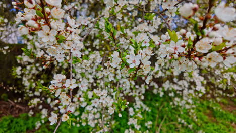 apple blossom tree full bloom in the spring white light pink flower petal