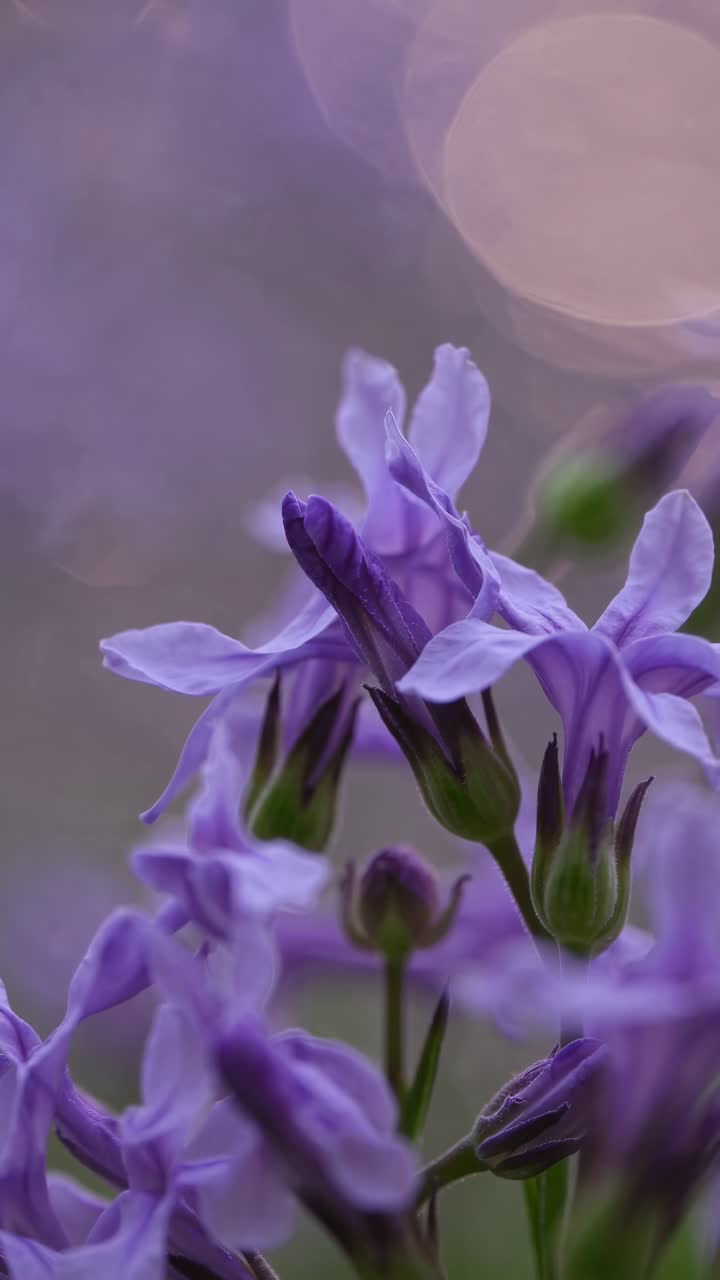 Video in primo piano di fiori viola con messa a fuoco morbida ed effetto bokeh, ripreso da una bassa angolazione