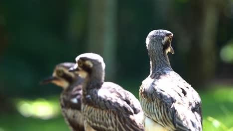 close up shot of bird species endemic to australia, a flock of shy ground-dwelling bush stone-curlew, burhinus grallarius standing on open plain under the shade, wondering around its surroundings