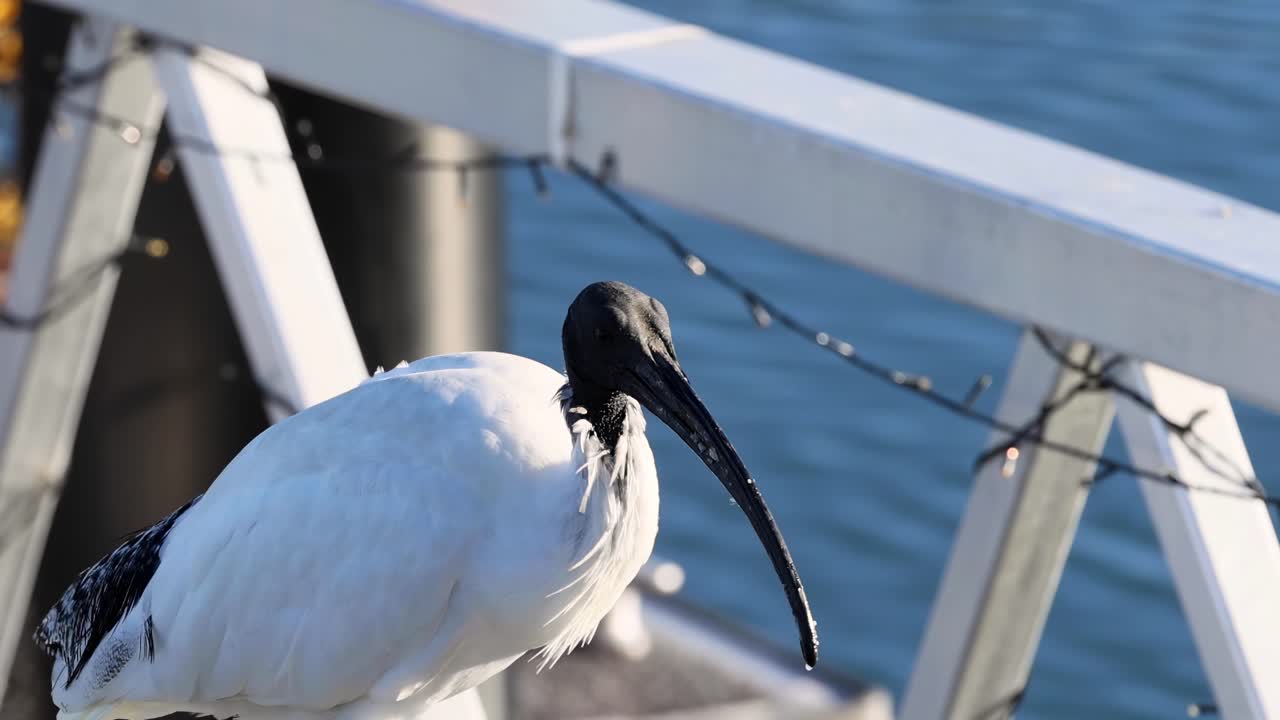 An ibis stands calmly on a sunlit railing, overlooking the blue water below.