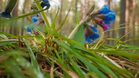 cubiertas de rocío flores de primavera florecen en el bosque de la mañana