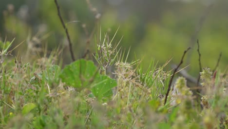 hierba en la granja en primavera