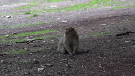 lone wild macaque sitting in the forest ground. close-up shot