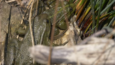 primer plano de una pareja de ranas salvajes relajándose en el tronco entre las plantas de agua durante el día soleado