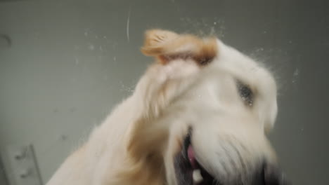 golden retriever playing with water