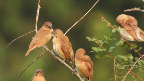 munias de pecho escamoso amando en el árbol