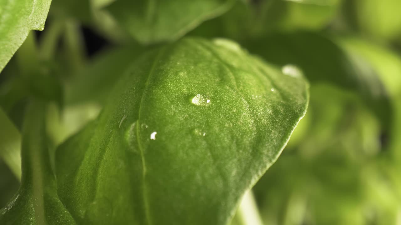 zoom en lento video macro de gota de agua en hoja de albahaca