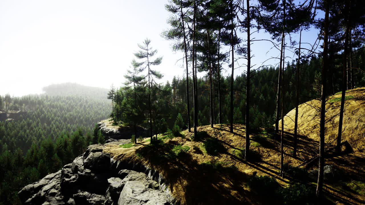 Majestic forest view with sunlight filtering through towering trees