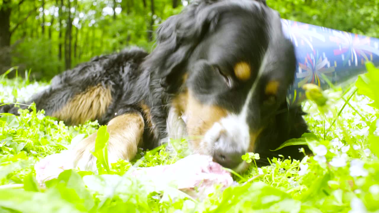 un perro con una gorra festiva comiendo un hueso