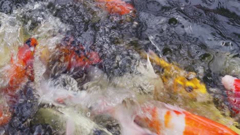 a colorful display of koi fish swimming gracefully in a serene pond showcasing aquatic beauty.
